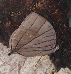 Amathuxidia amythaon