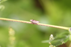 Aphrodinae
