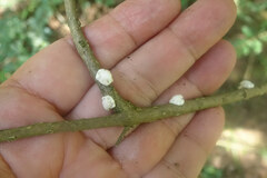 Ceroplastes