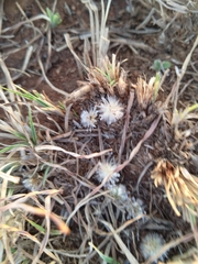 Drimia elata