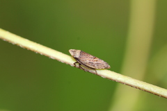 Aphrodinae