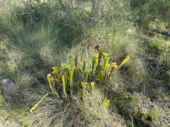Sarracenia flava