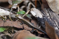Abronia moreletii temporalis