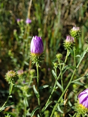 Dieteria canescens