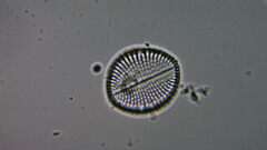 Cocconeis