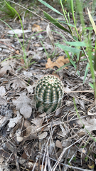 Echinocereus reichenbachii caespitosus