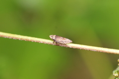 Aphrodinae