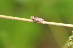 Aphrodinae
