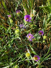 Dieteria canescens