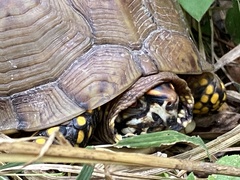 Terrapene carolina triunguis