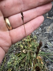 Carex lachenalii