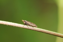 Aphrodinae
