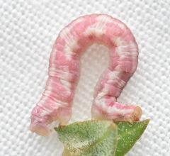 Eupithecia centaureata