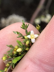 Lachnaea axillaris