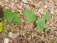Passiflora lutea