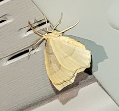 Lambdina fiscellaria