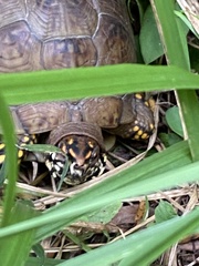 Terrapene carolina triunguis