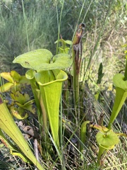 Sarracenia flava