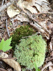 Leucobryum