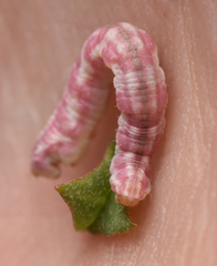 Eupithecia centaureata