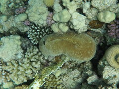 Ctenactis crassa