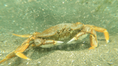 Metacarcinus magister