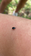 Plagiodera versicolora
