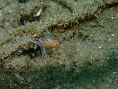 Apata pricei