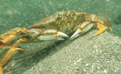 Metacarcinus magister