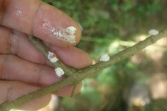 Ceroplastes