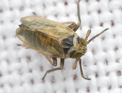 Delphacidae