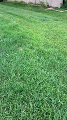 Stenotaphrum secundatum