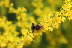 Phymata pennsylvanica