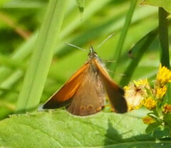 Coenonympha arcania