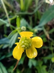 Ranunculus