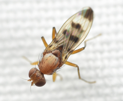 Geomyza tripunctata