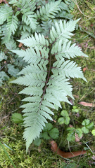 Athyrium niponicum