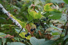 Polygonatum biflorum