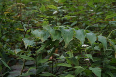 Polygonatum biflorum