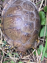 Terrapene carolina triunguis
