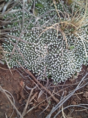 Helichrysum caespititium