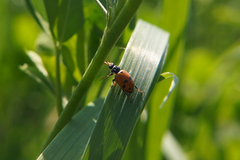 Hippodamia variegata