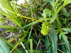 Ranunculus