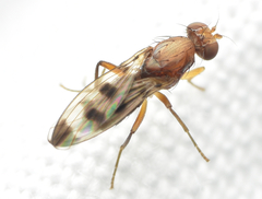 Geomyza tripunctata