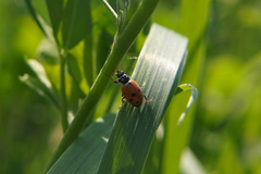 Hippodamia variegata