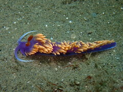 Flabellinopsis iodinea