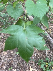Liquidambar