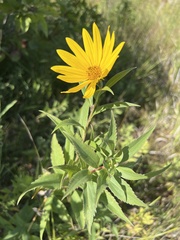 Helianthus grosseserratus