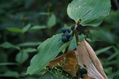 Polygonatum biflorum