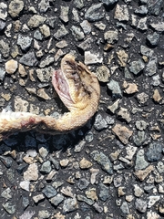 Crotalus molossus molossus